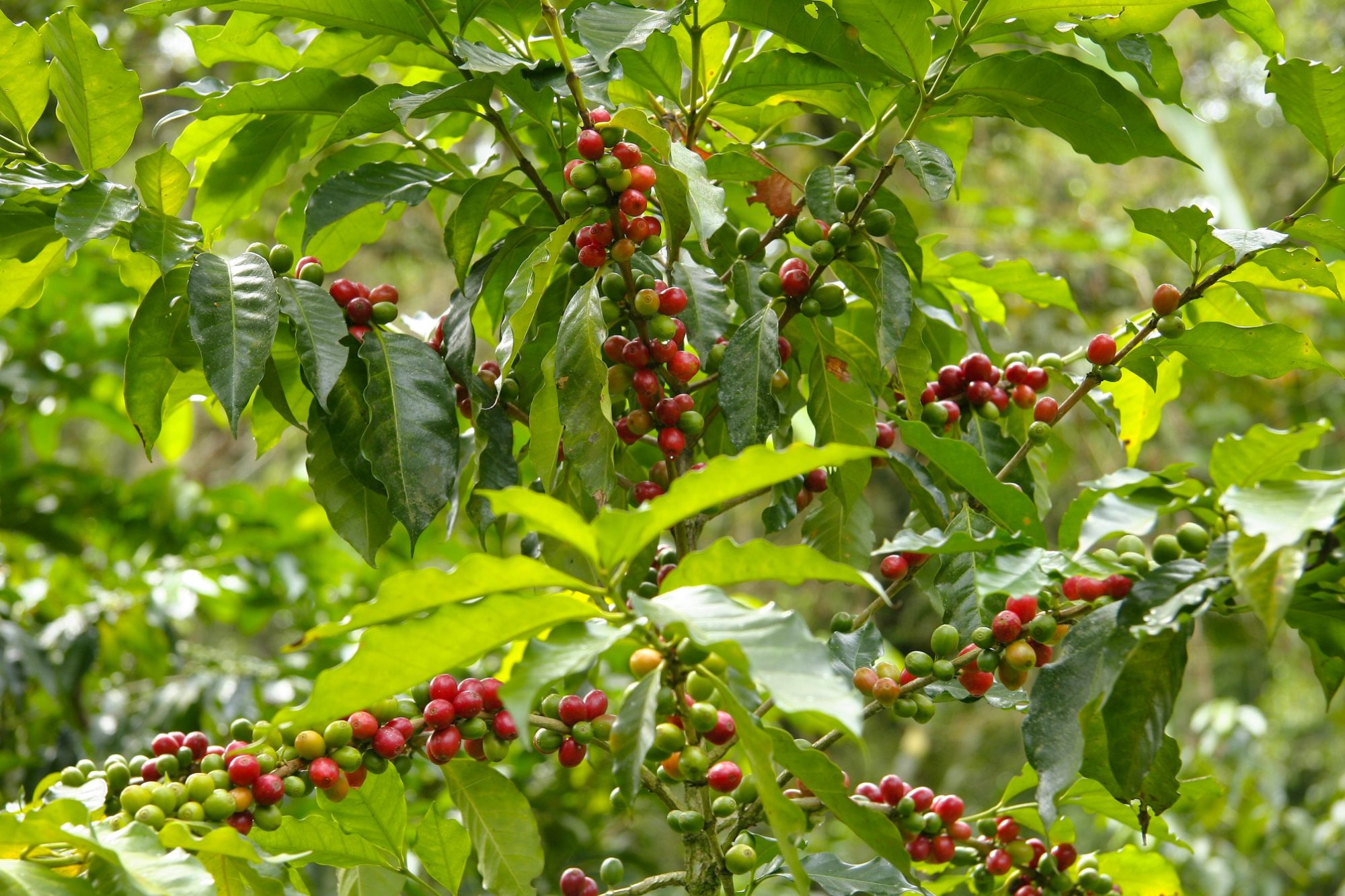Productores y cultivo en el origen boliviano